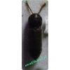 Ptilinus pectinicornis (Linnaeus, 1758) Wyschlik grzebykorożny